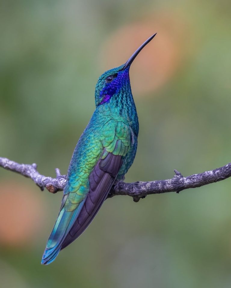 Jungle Escapes: Real Peru Awaits with Local Guides