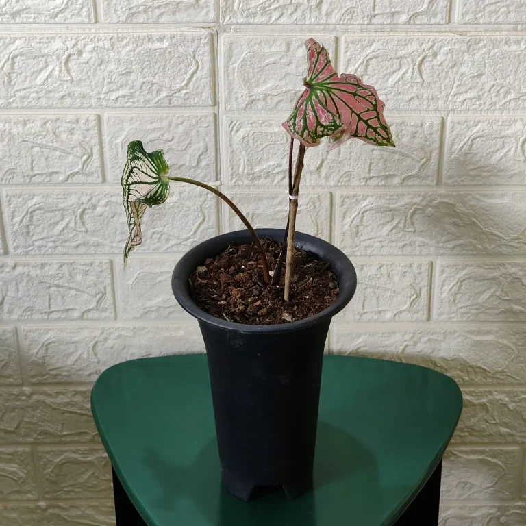 Refresh your workspace with smart indoor plants for office Refresh your workspace with smart indoor plants for office