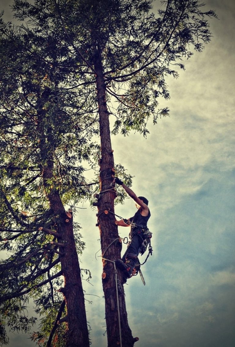 Sharp, practical care for trees in Placerville