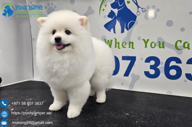 Reliable Mobile Grooming for a Hygienic Pets Care