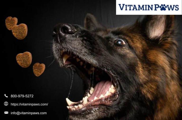 Healthy Pup, Happier Days: The Benefits of Omega-3 for Dogs