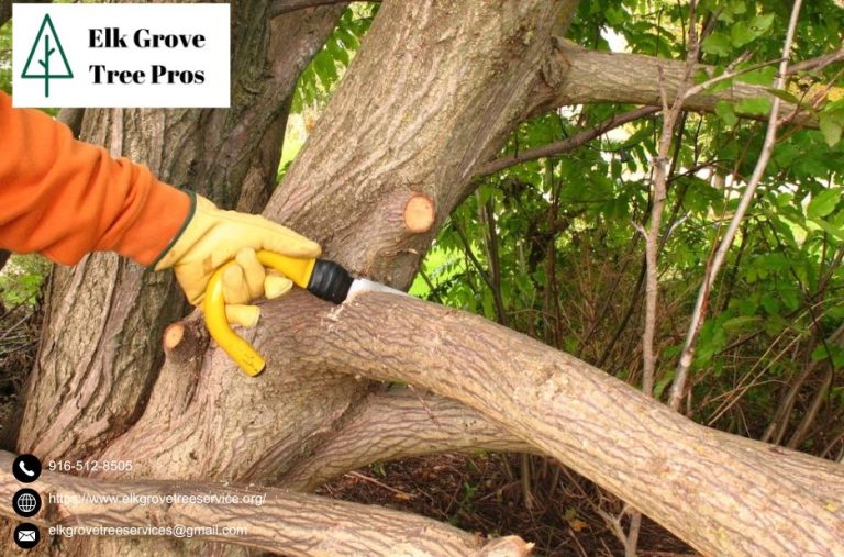 Expert Tree Care for Your Elk Grove Property Expert Tree Care for Your Elk Grove Property