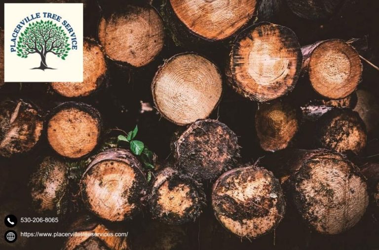 Trusted Tree Care in Placerville for Homes & Businesses
