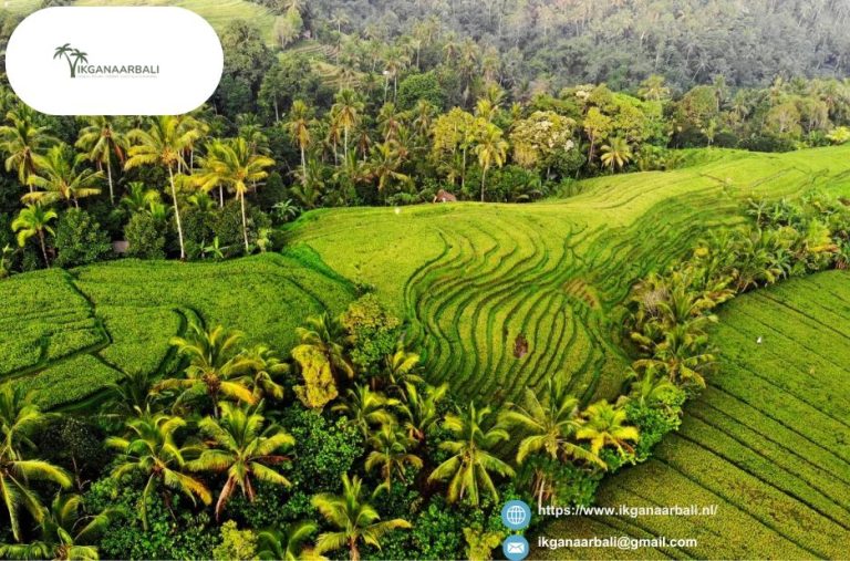 Explore Local Bali Tours and Island Getaways