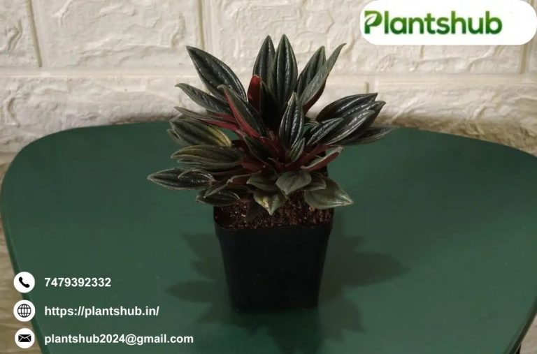 Caring for Aloe Vera: Easy Tips for Healthy Plants Caring for Aloe Vera: Easy Tips for Healthy Plants