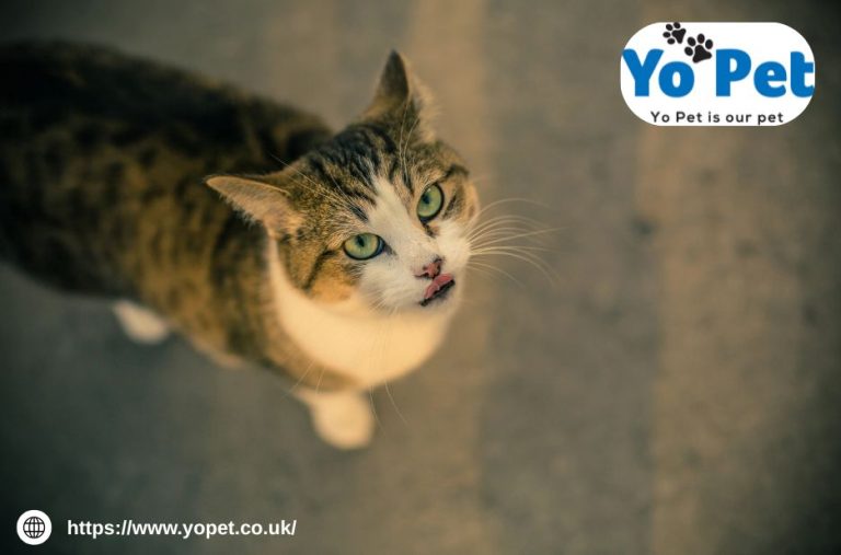 Discover Top Pet Toys and Accessories for UK Homes