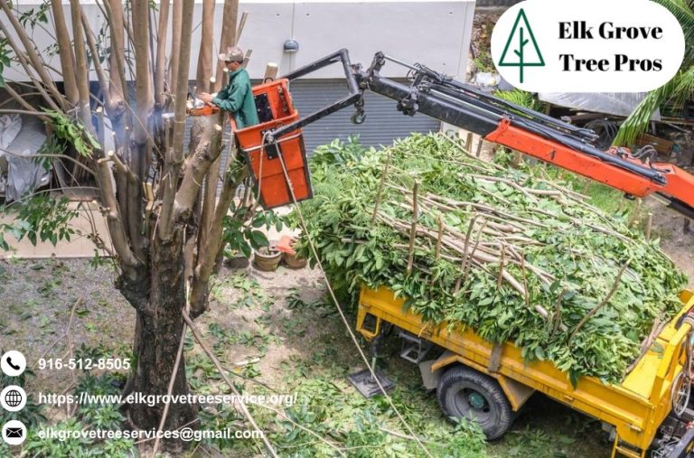 Trusted Tree Care in Elk Grove — Local Experts for Safe, Healthy Trees Trusted Tree Care in Elk Grove — Local Experts for Safe, Healthy Trees