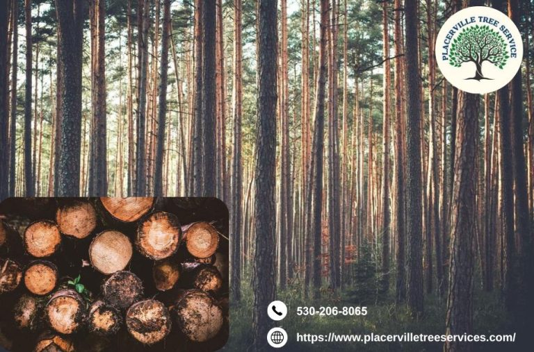 Trusted Tree Care for Placerville Residents and Local Businesses