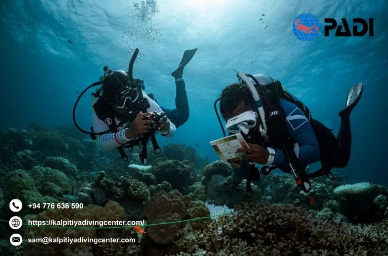Dive Like a Pro: PADI Certification that Opens the Ocean