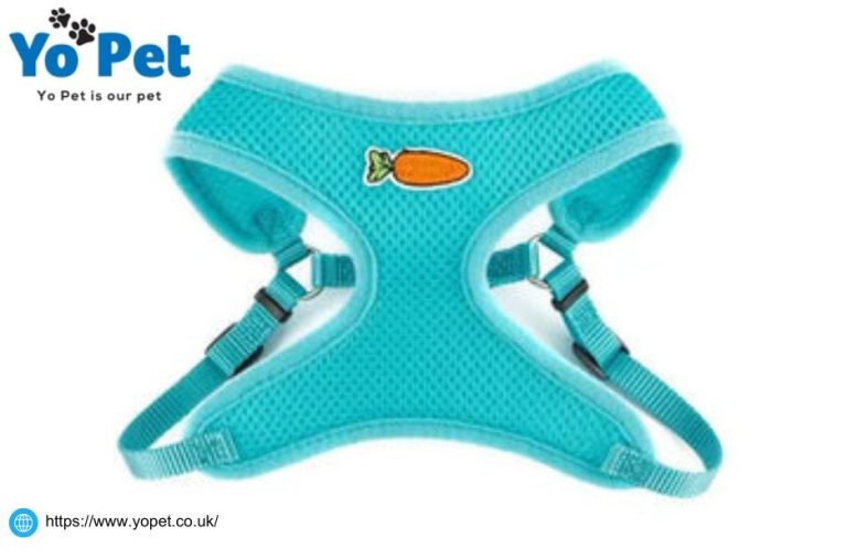 Practical Pet Gear for UK Homes: Reliable Plastic Tanks and Ramps