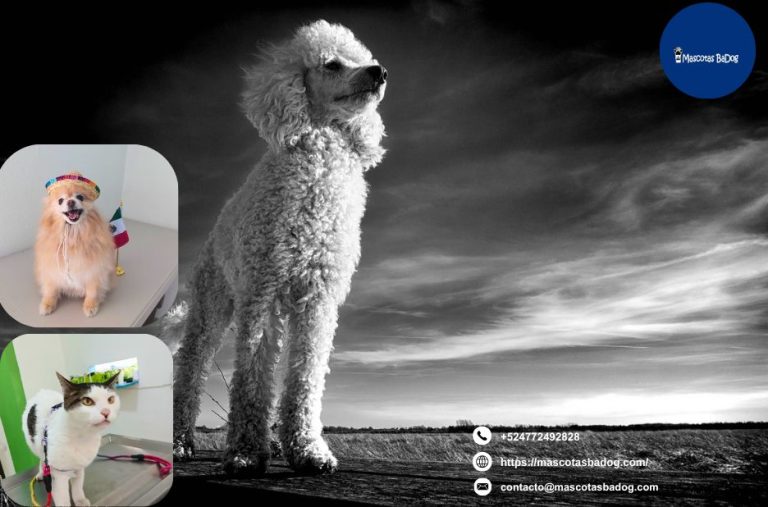 Servicios y cuidado veterinario en León Guanajuato para tus mascotas Servicios y cuidado veterinario en León Guanajuato para tus mascotas