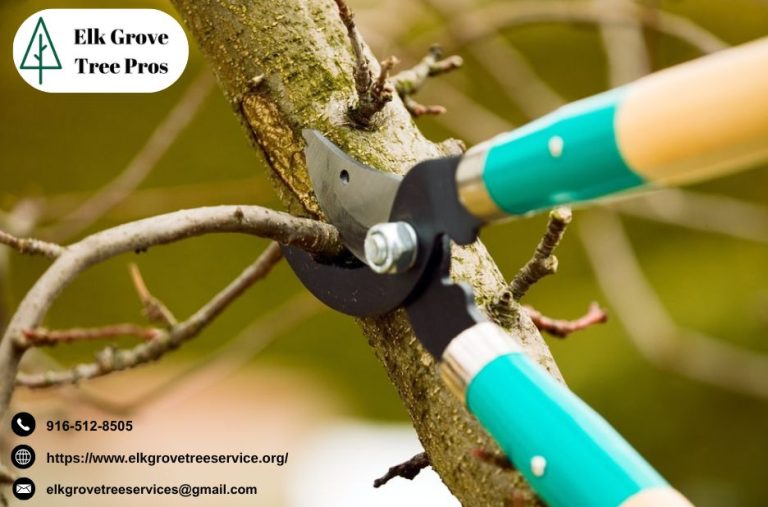 Expert Tree Care in Elk Grove: Trimming, Removal, and More
