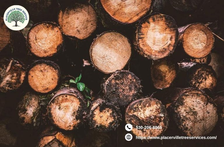 Professional Tree Services for Placerville Residents