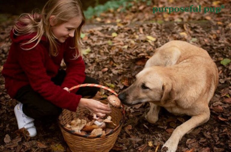 Safe, natural chews for dogs: what to know about duck feet without risking tummies