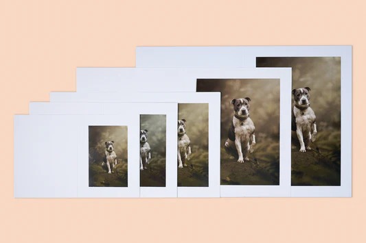 Protect Your Photos with Clear, Durable Sleeves for Keepsakes Protect Your Photos with Clear, Durable Sleeves for Keepsakes