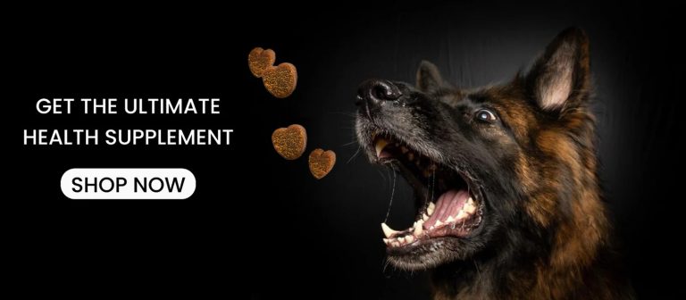 Supporting joint health in dogs with supplements