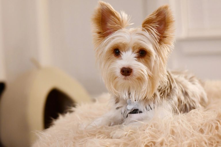 Choosing the right food for your young pups