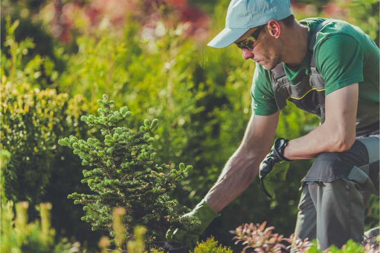 Achieve a Lush, Healthy Lawn: Tips for Pest-Free Grass