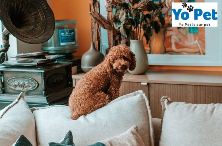 Gentle Training Toys for Busy Dogs and Safe Car Rides