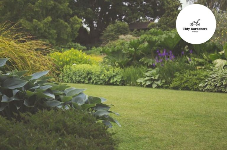 Reliable lawn care solutions in Bristol you can trust