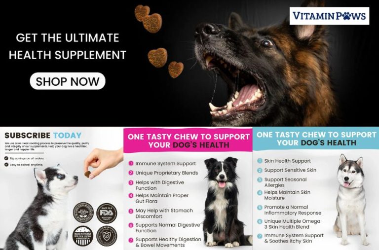 Practical ways to support your dog’s immune system and gut health