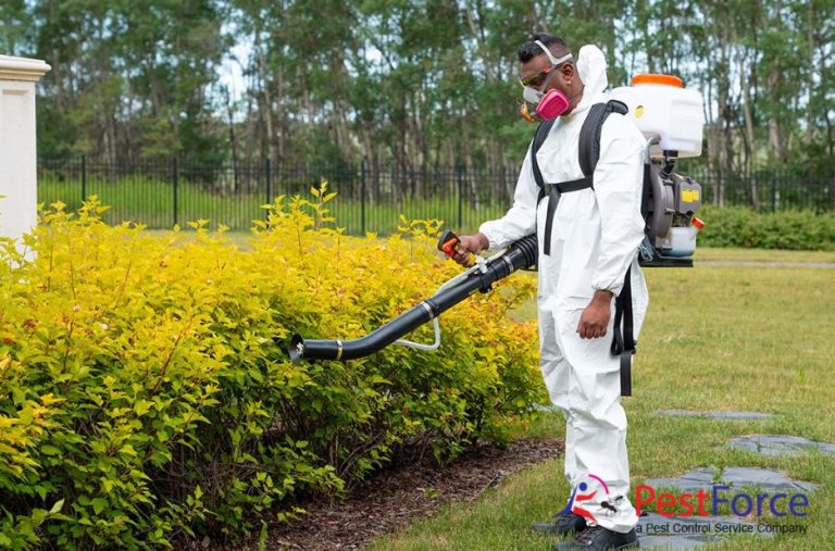 Expert Remedies for Wasp Nests in Calgary