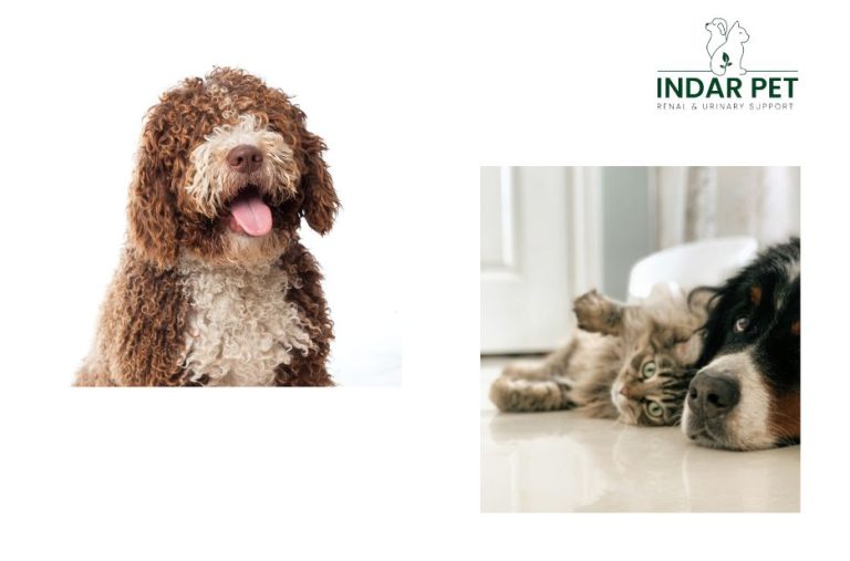 Practical guidance on urinary and kidney dog and cat nutrition Practical guidance on urinary and kidney dog and cat nutrition