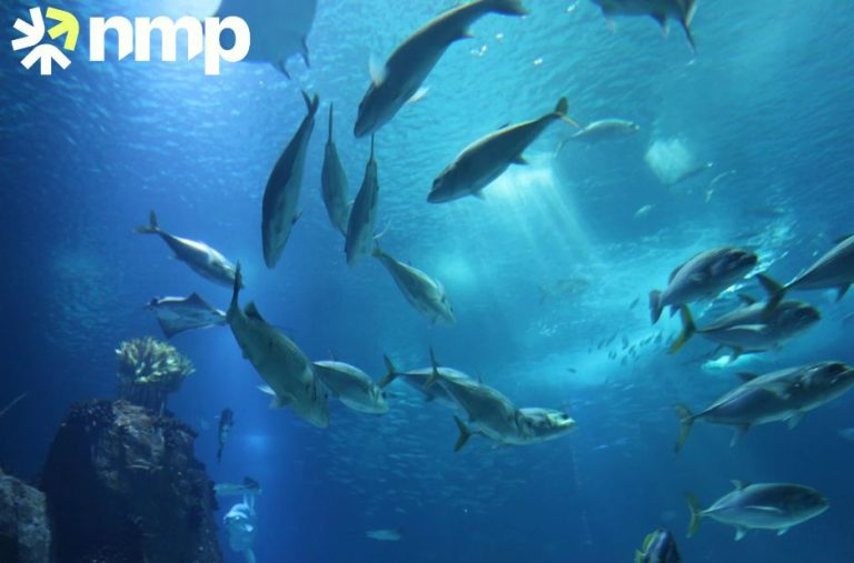From Shrimp Shells to Bioplastics: A Practical Guide