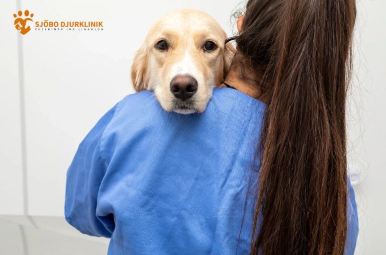 Vägledning för hemservice hos veterinär i Skurup