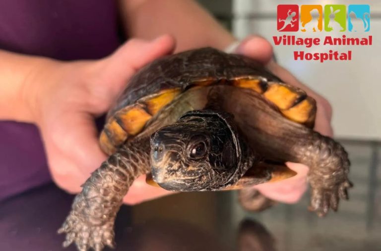 Why Local Veterinary Care Matters for Your Pets