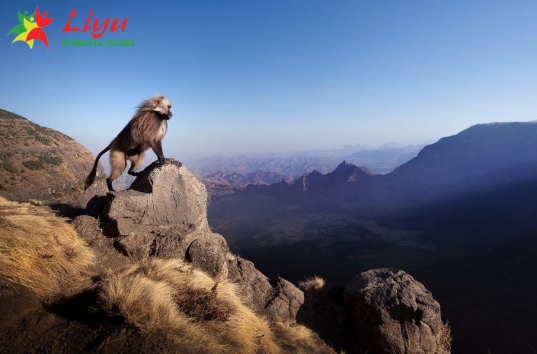 Explore Bale Mountains: Wildlife, Trails, and Highland Beauty