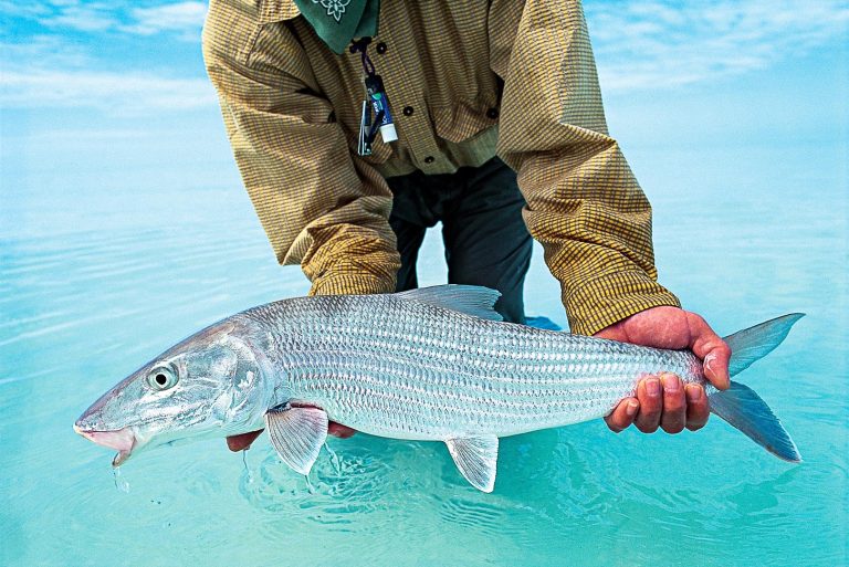 Bahamas Bonefishing Haven: Andros Island Angling Escape