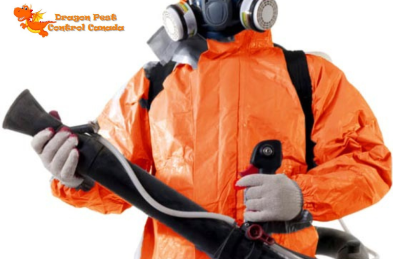 Effective, Local Pest Solutions for Your Home and Business