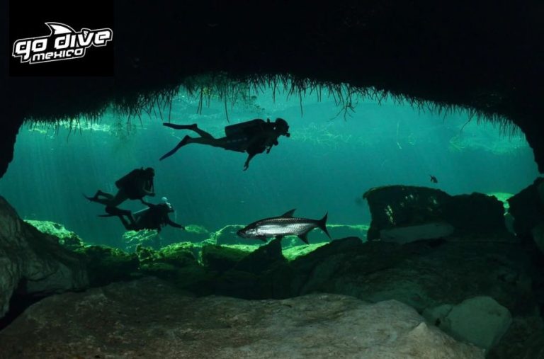 Dive into Mexico’s Crystal Cenotes: A Guiding Light for Divers