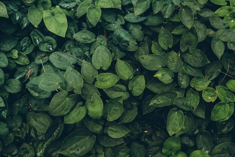 Expert hedge trimming for Wimbledon gardens – tidy, safe and lush