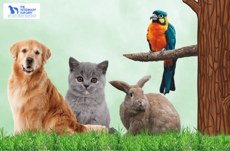 Trusted Veterinary Care in Qatar for Happy, Healthy Pets