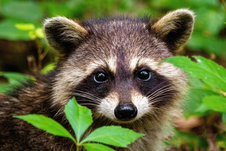 Expert Wildlife and Pest Care in Shohola Area