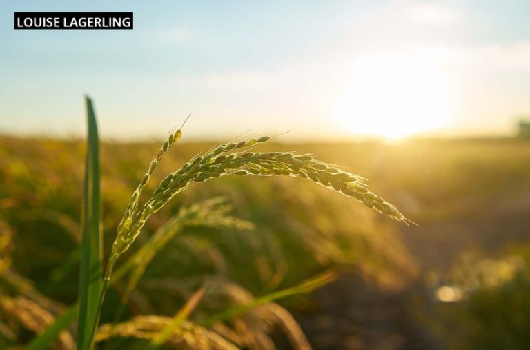 Psychologist for CBT in Stockholm: Trusted therapy and support