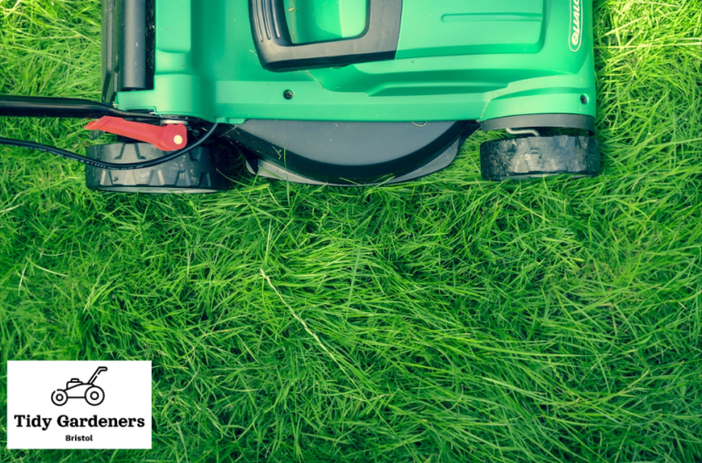 Professional pruning and lawn shaping in Bristol