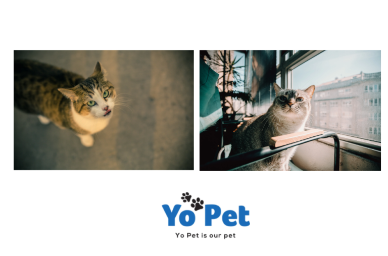 A Premium Elk Antler Chew for Loyal Pups