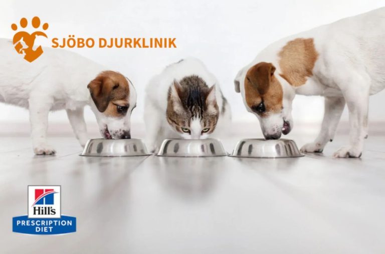 Praktisk vägledning för avliva hundar i Simrishamn