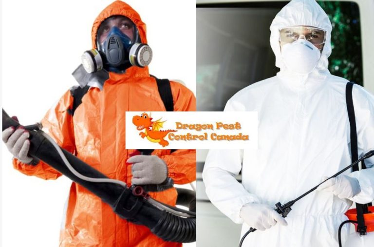 Effective ant control in Edmonton you can trust