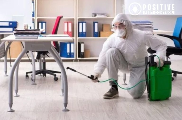 Effective Calgary Pest Solutions for Homeowners