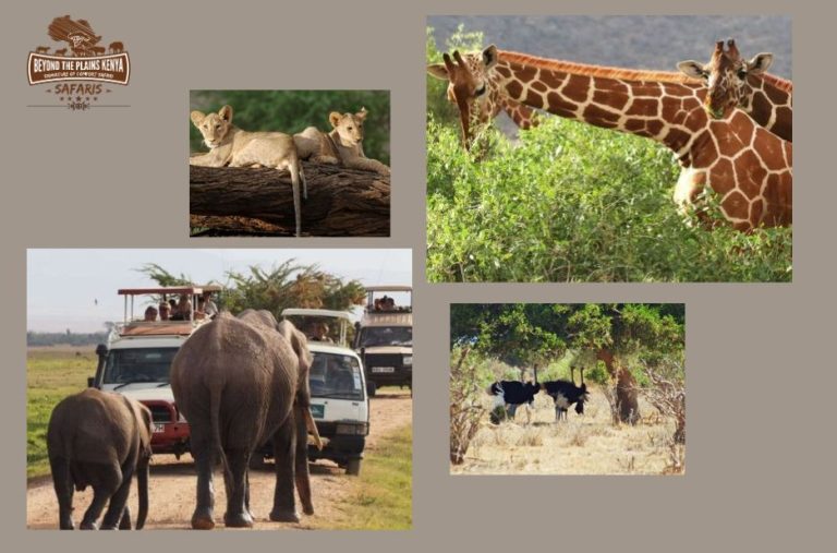 Tailored East Africa Safaris from a Trusted Local Arranger Tailored East Africa Safaris from a Trusted Local Arranger