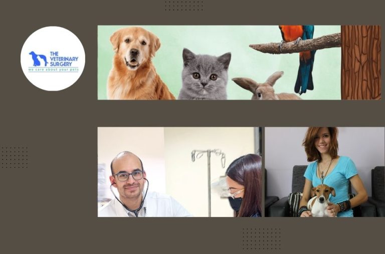 Affordable and Reliable Cheap Vet in Qatar for Quality Pet Care