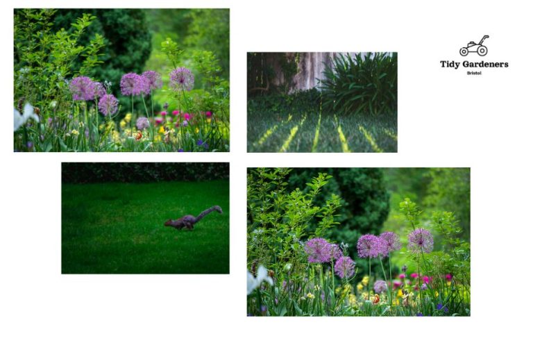 Expert garden care to transform your outdoor space
