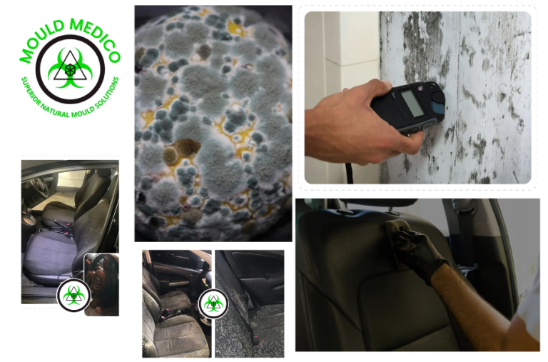 Why Certified Mould Inspection Specialists in Noosa Heads Are Essential for Rental Properties