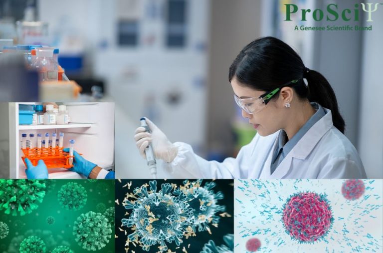 Choosing the Best Secondary Antibodies for Immunoassays