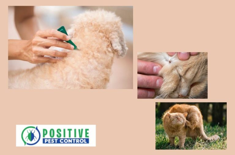 Top-notch Pest Control Services in Calgary for Homes and Businesses Top-notch Pest Control Services in Calgary for Homes and Businesses