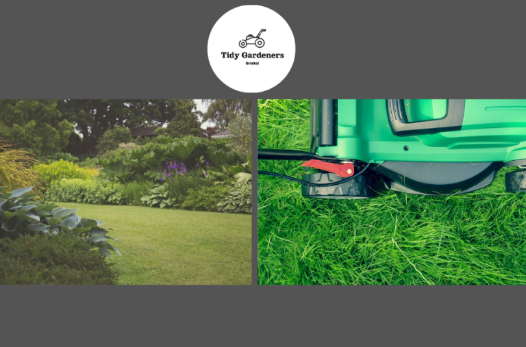 Expert pruning and lawn shaping services in Bristol